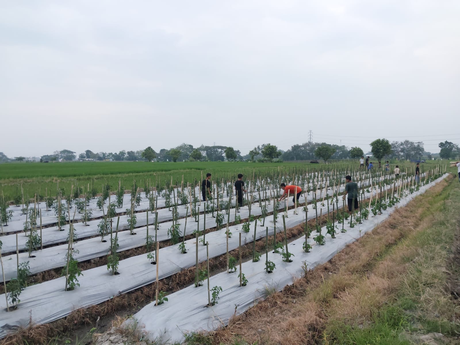 Santri Baiturrahmah Klaten Belajar Memaknai Syukur Lewat Pertanian
